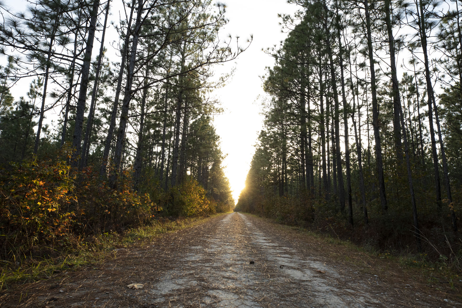 Francis Marion Forest 112918_013.JPG (copy)
